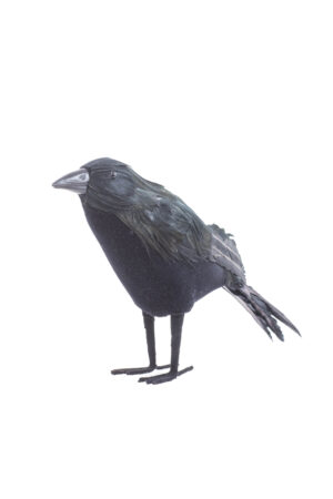 Black Standing Crow