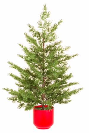Green Norway Spruce Table Top Tree