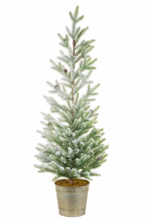 Green Spruce Tree
