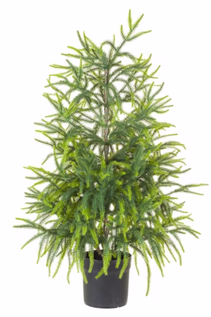 Green Norway Spruce Table Top Tree